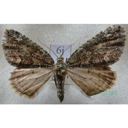 Chloroclysta siterata (Hufnagel, 1767) Paśnik zaroślak Czech6j